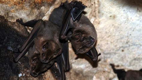 Mayo Clinic Minute: What you should know about bats .